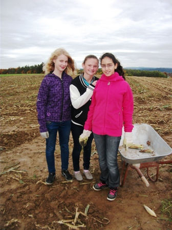Die Irlandklasse hilft beim Sammeln von Maiskolben 